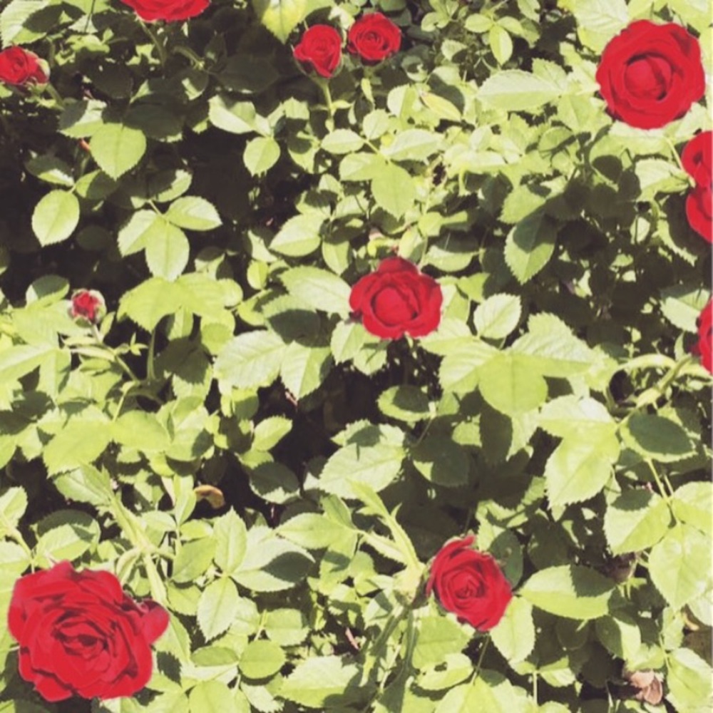 Meet your Posher, Amelia